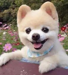 看萌狗最新爆料视频网站,揭秘热门视频网站背后的精彩瞬间  第3张